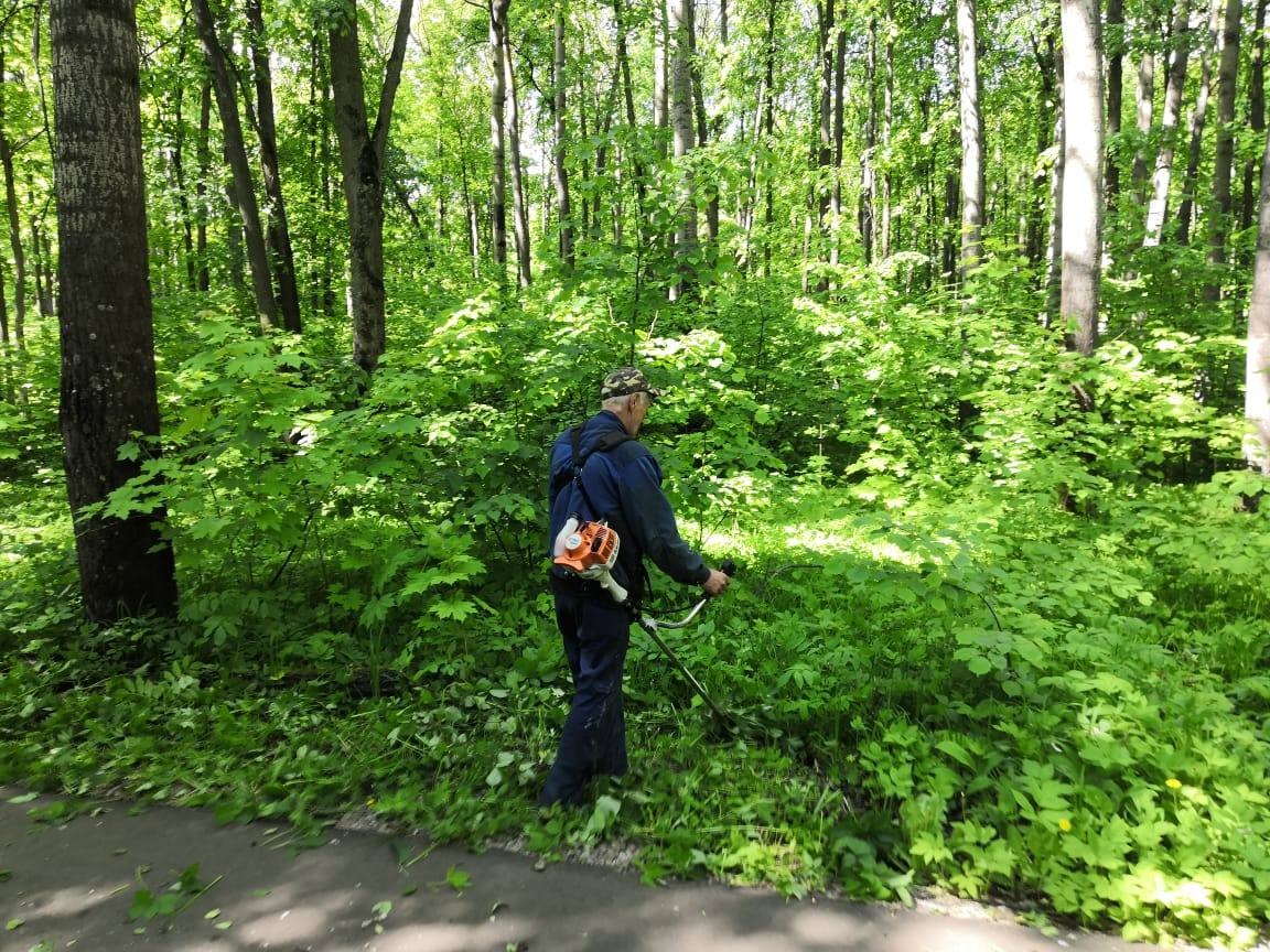 Муниципальное предприятие «СпецСервис» проводит санитарную очистку Пролетарского лесопарка от аварийных и фаутных деревьев
