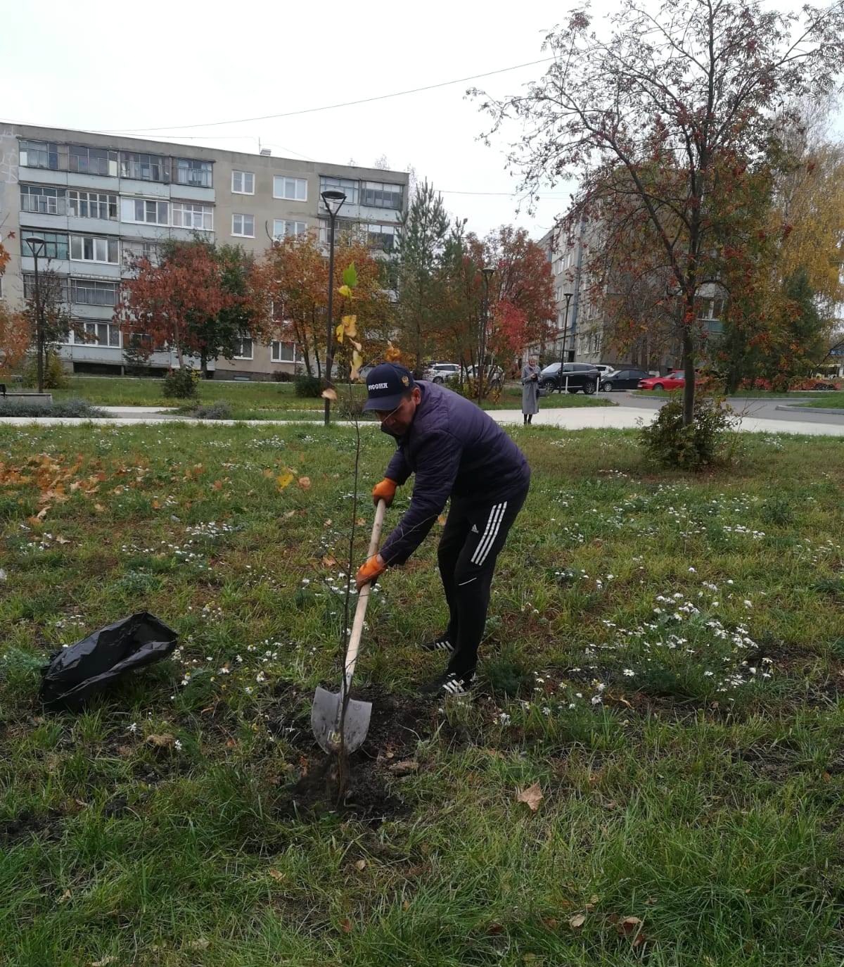 В Пролетарском районе проведена высадка деревьев