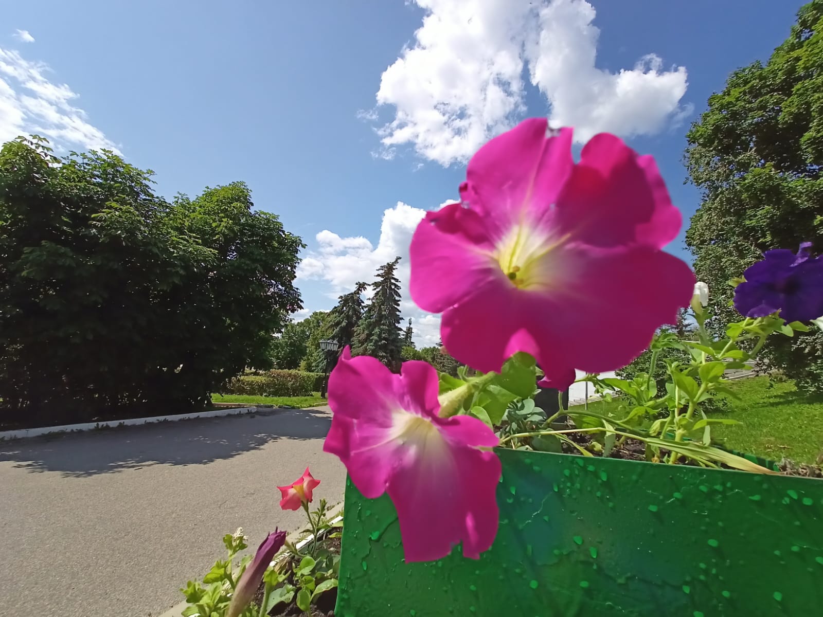 В Саранске продолжают высаживать цветы на городские клумбы