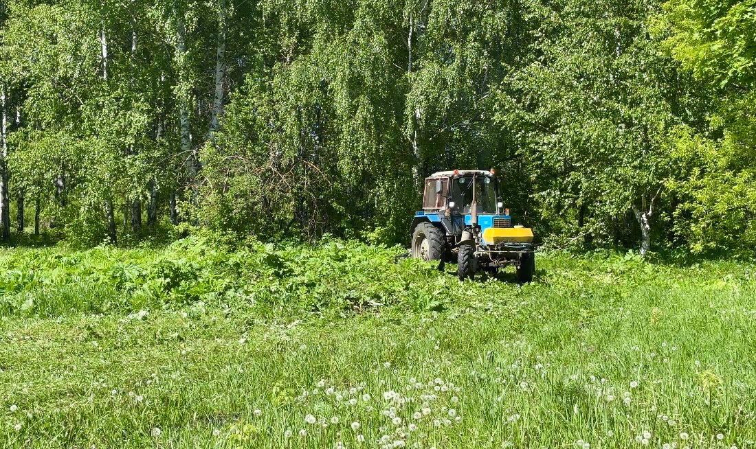 В Саранске продолжается покос борщевика Сосновского