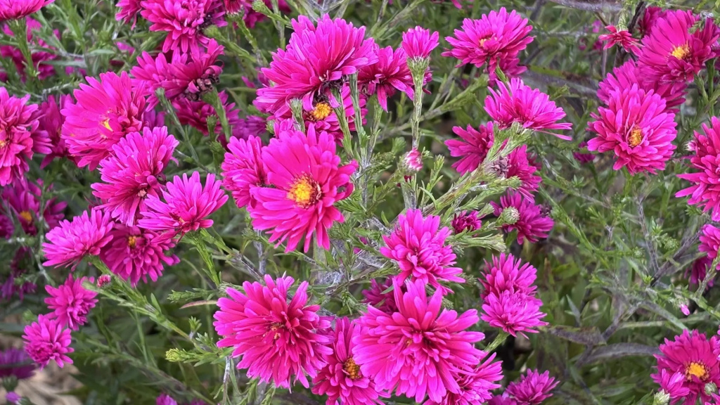 f37d92ae-386b-413d-9cc5-598e22c25251.jpg
