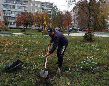 В Пролетарском районе проведена высадка деревьев