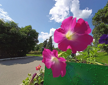 В Саранске продолжают высаживать цветы на городские клумбы